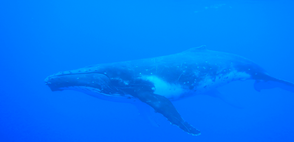 https://tahititourisme.cl/wp-content/uploads/2018/03/mooreaactivitiescenterwhaleswatching_1140x5502-min.png